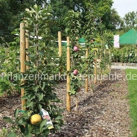 Reife Gojibeeren im Naschgarten; Pflanzenmarkt Seemühle