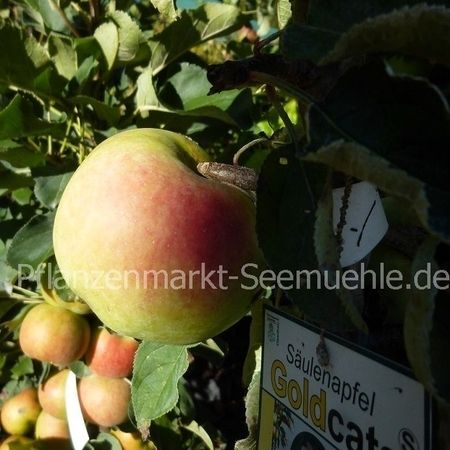 Obstbäume und Beerensträucher, ein Apfel in Nahaufnahme