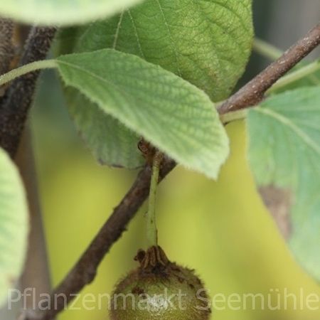 Kiwi Pflanzen mit Fruchtansatz, weitere Sorten Kiwi sowohl in Männlich wie Weiblich führen wir im Pflanzenmarkt Seemühle