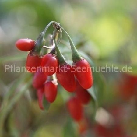 Rote Beeren an einer Pflanze mit grünen Blättern, die in der Sonne leuchten und eine lebendige Farbenpracht zeigen