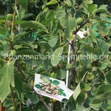 Birnen im Pflanzenmarkt Seemühle