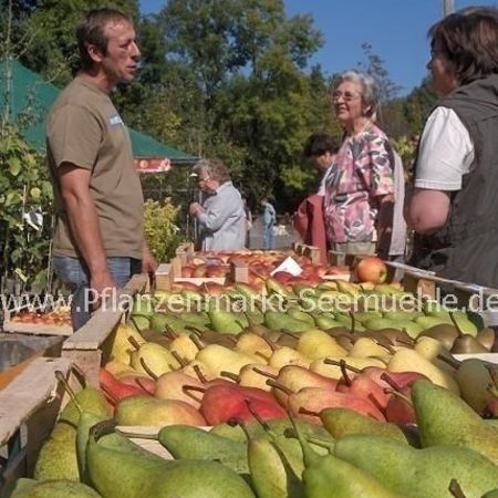 Kiwi Pflanzen mit Fruchtansatz, weitere Sorten Kiwi sowohl in Männlich wie Weiblich führen wir im Pflanzenmarkt Seemühle