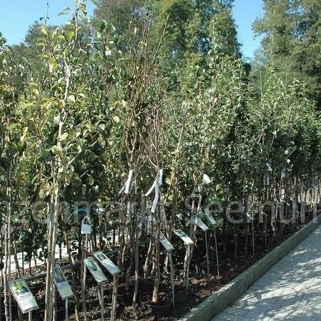 Gojibeere mit Blüten und Fruchtansatz im Pflanzenmarkt Seemühle