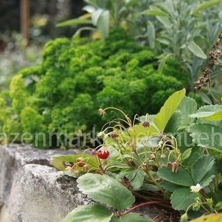 Erdbeeren wachsen in einem Garten, umgeben von verschiedenen anderen Pflanzen und grüner Vegetation